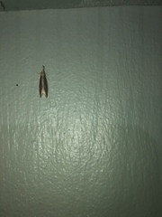 Donacaula aquilellus