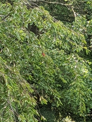 Piranga olivacea