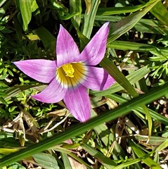 Romulea rosea australis
