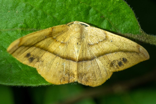 Juniper Geometer Moth