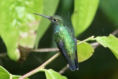 Glittering-Throated Emerald photo 4