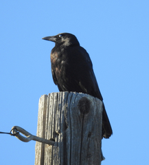 Corvus brachyrhynchos