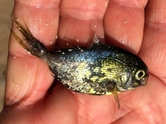 Psenes cyanophrys