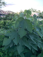 Broussonetia papyrifera