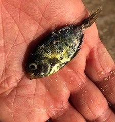 Psenes cyanophrys