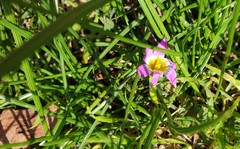 Romulea rosea australis