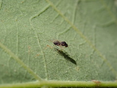 Synergini