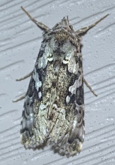 Syngrapha rectangula