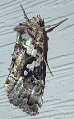 Syngrapha rectangula
