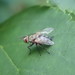 Winsome Fly - Photo (c) Nicholas Soucy, some rights reserved (CC BY-NC), uploaded by Nicholas Soucy