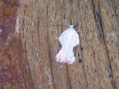 Acleris subnivana