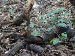 Geokichla guttata