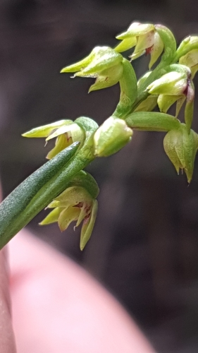 Image of Genoplesium pumilum by (c) Andrew Orme, some rights reserved (CC BY)