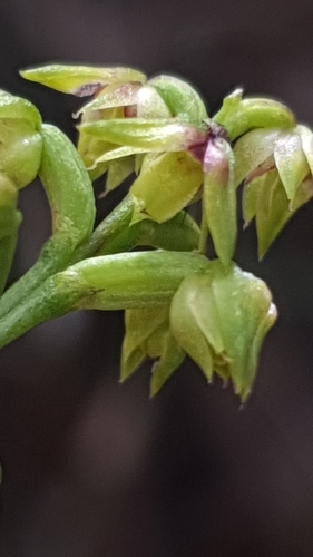 Image of Genoplesium pumilum by (c) Andrew Orme, some rights reserved (CC BY)