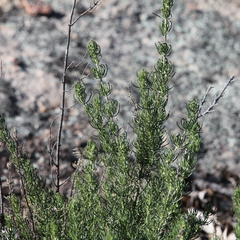 Prostanthera teretifolia
