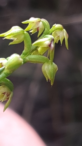 Image of Genoplesium pumilum by (c) Andrew Orme, some rights reserved (CC BY)