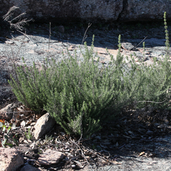 Prostanthera teretifolia
