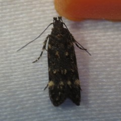 Chionodes lophosella