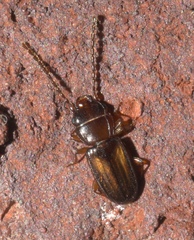 Laemophloeus fervidus