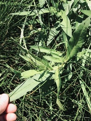 Persicaria robustior