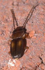 Laemophloeus fervidus