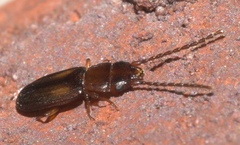 Laemophloeus fervidus
