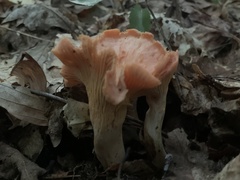 Cantharellus velutinus