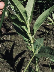 Persicaria robustior