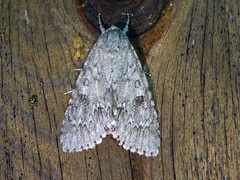 Acronicta rubricoma