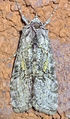 Syngrapha viridisigma