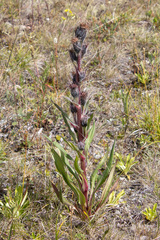 Saussurea baicalensis