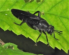 Mydas chrysostomus