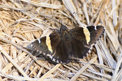 Thorybes pseudocellus