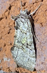 Syngrapha viridisigma