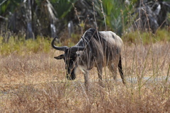 Connochaetes taurinus albojubatus