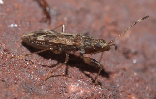 Horn-banded Seed Bug photo 5