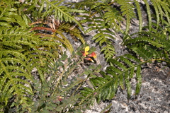 Bossiaea rhombifolia