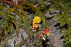 Bossiaea rhombifolia