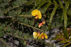 Bossiaea rhombifolia