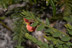 Bossiaea rhombifolia