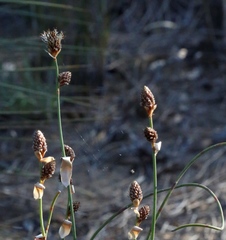 Lepidobolus preissianus