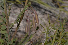 Bossiaea rhombifolia