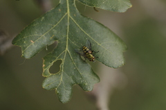 Chrysoexorista