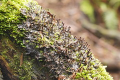 Peltigera dolichorhiza