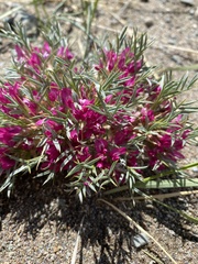 Oxytropis aciphylla