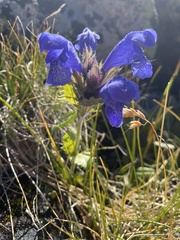 Dracocephalum grandiflorum