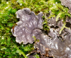 Peltigera dolichorhiza