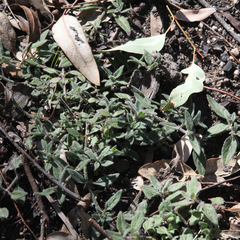 Opercularia hispida