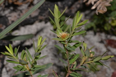 Pimelea ligustrina