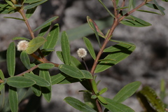 Pimelea ligustrina